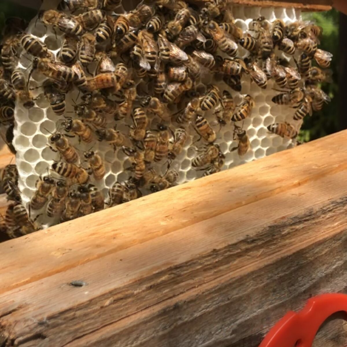 Königinsuche im Begattungskästen