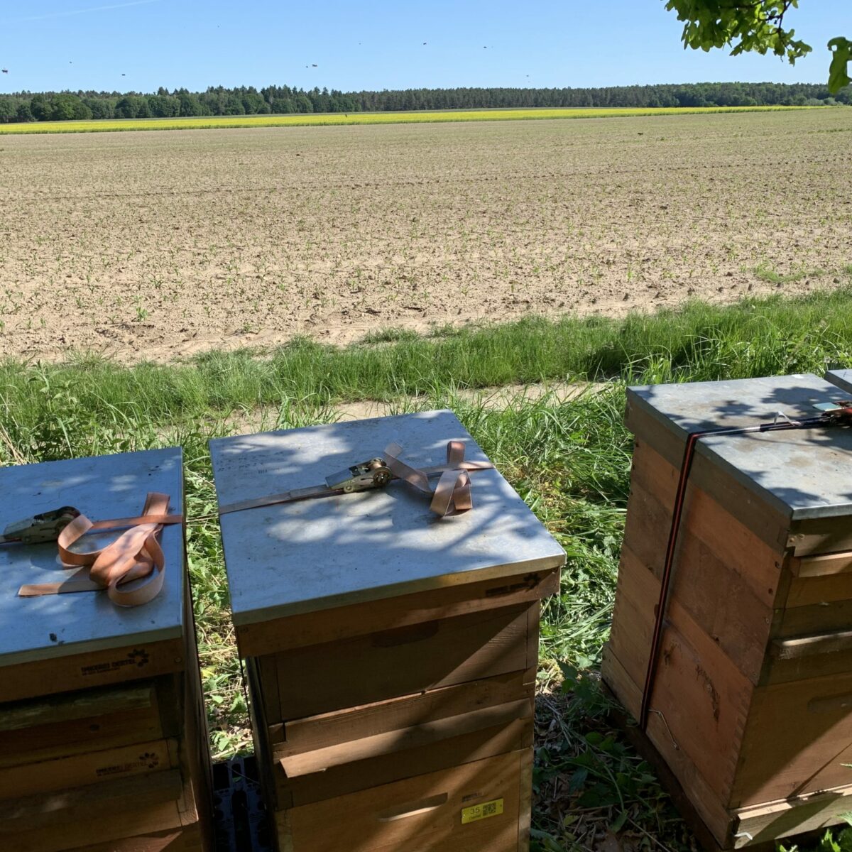 Der Horizont voller Senfblüten