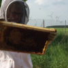 Imkerin inspiziert die Bienen