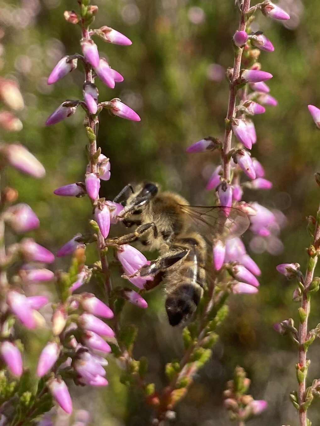 Honigbiene in der Besenheide