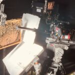 Wabe mit Bienen am Filmset