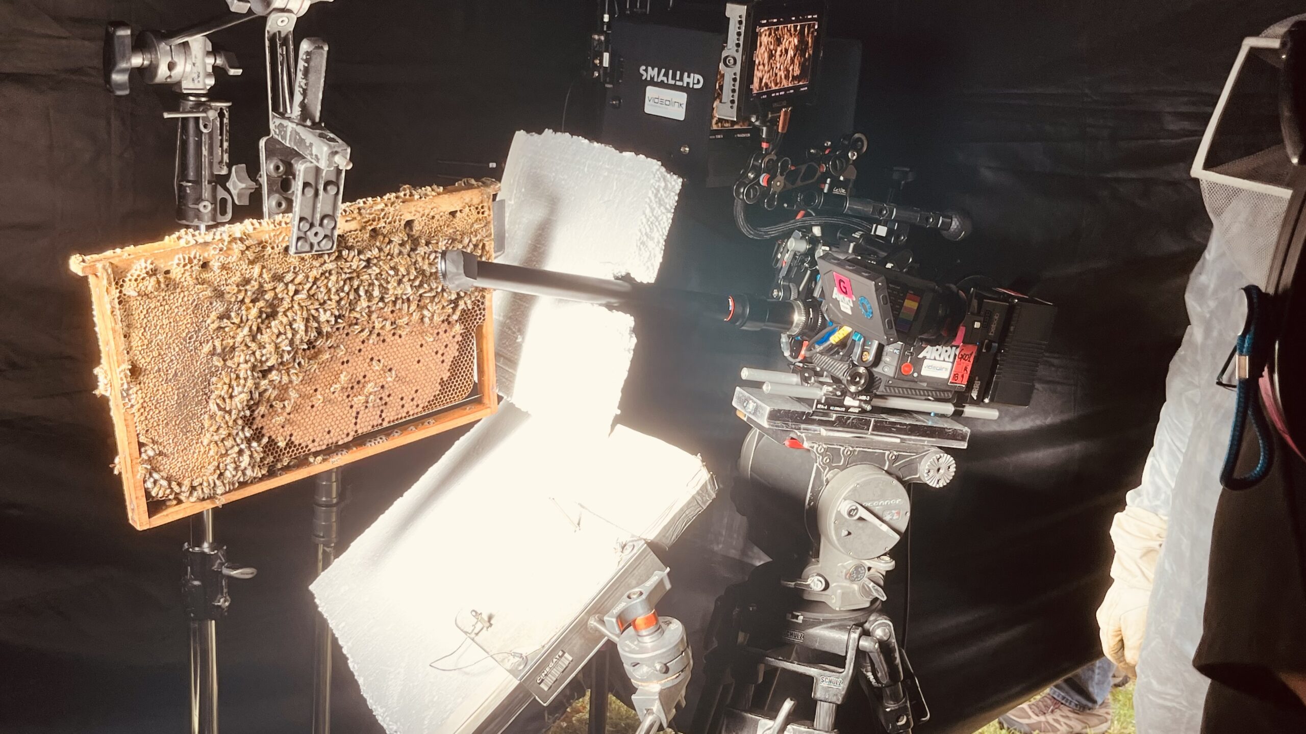 Wabe mit Bienen am Filmset